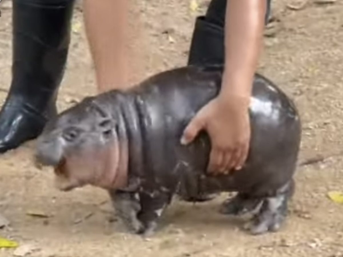 Moo Deng
Baby Pygmy Hippo