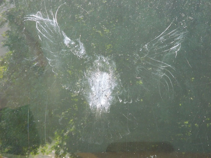 A picture of the imprint that is visible after window strikes.