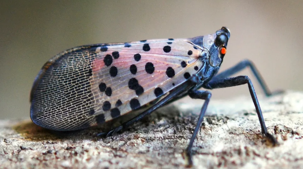 Spotted Lanternfly adult