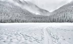 https://www.pexels.com/photo/snow-covered-forest-field-1571442/