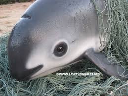 Vaquita: The Incredibly Rare Marine Mammal on the Brink of Extinction